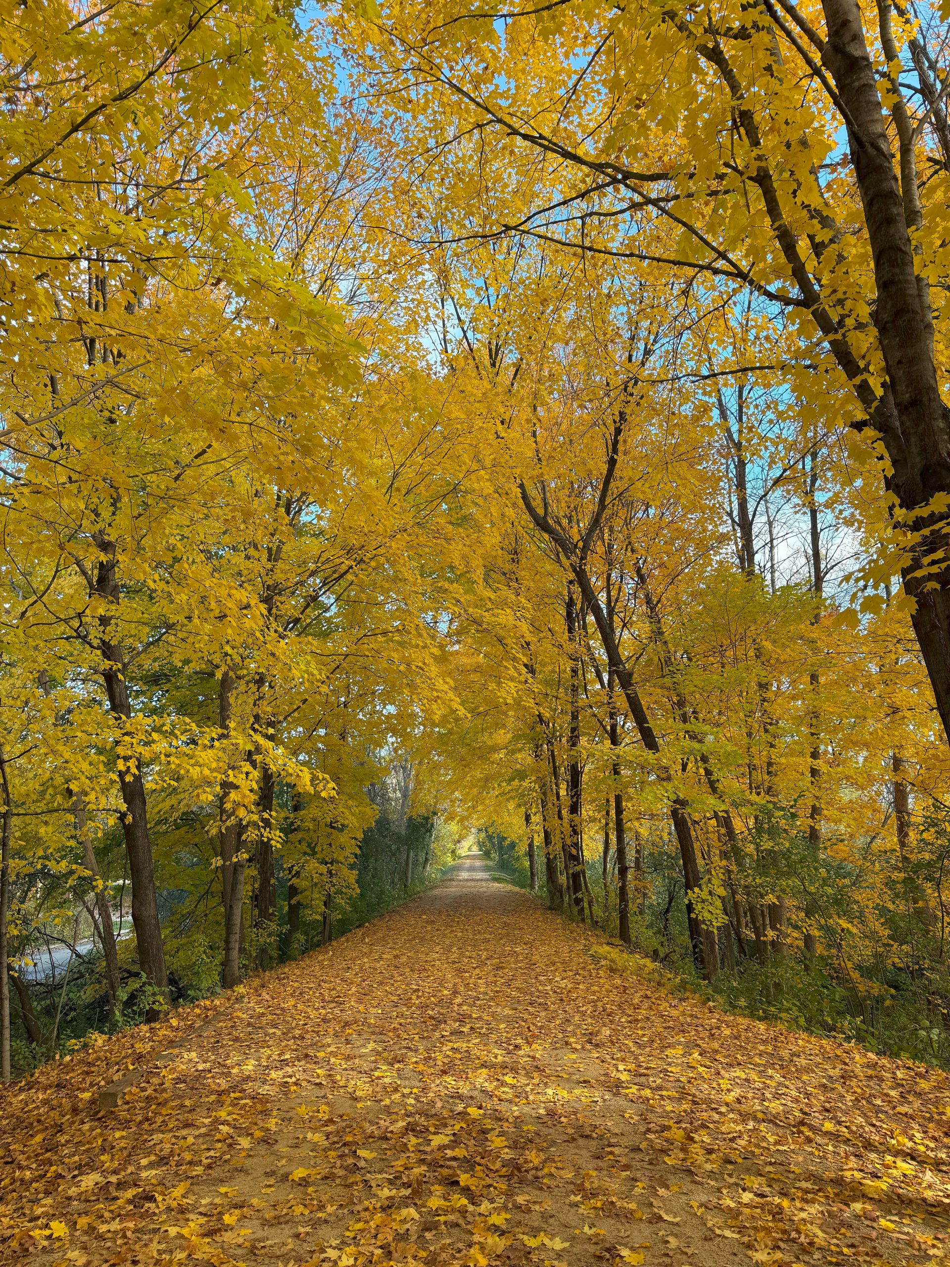 A sunlit path through autumn trees, leading into the distance